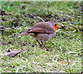 A Robin at Lossiemouth