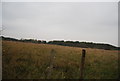 Farmland by Thornden Wood Rd