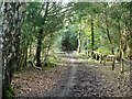 TQ4065 : Bridle path on Hayes Common by Robin Webster