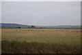 TQ7779 : Sheep, Cooling Marshes by N Chadwick