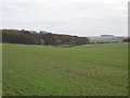 Wolds  Farmland  near  Thixendale  Grange