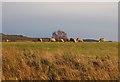 Sheep grazing, near Clunes