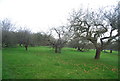 Windfalls in an orchard