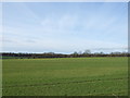 Farmland, Strawberry Hill