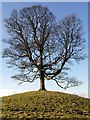 Tree on mound south of Rose Cottage