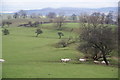 Sheep crossing near Fence Hill