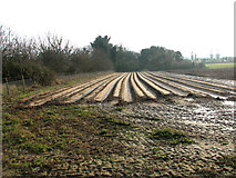 TM3644 : Cultivated field near Hollesley by Evelyn Simak