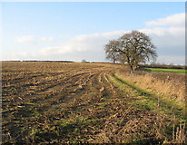 SP2981 : Stubble field near Allesley by E Gammie