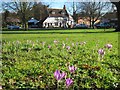 Crocuses on Wickhambreaux village green