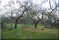 Windfalls in an apple orchard