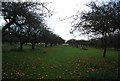 Orchard in winter