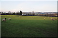 Field of sheep, Bishopstone