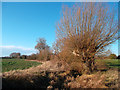 Small Stream near South Moreton