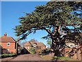 Large tree outside the Old Rectory