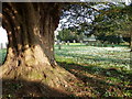 Snowdrops and yew tree, St George