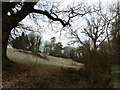 A chilly January morning near Oakhanger Stream (B)