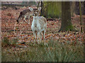 SJ7386 : Young Deer at Dunham Park by David Dixon