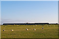 Grazing land near Finmont Farm