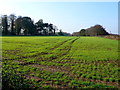 Woodland near Sturminster Marshall