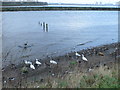 Ducks and Geese on the Mersey at Runcorn