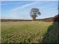 Footpath in a field near Welbatch