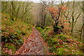 Track in East Lucott Wood