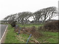 Wind sculptured trees on the coastal Clonmaghery Road (A2)