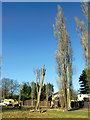 TQ3095 : Poplar trees down, Oakwood Park, London N14 by Christine Matthews