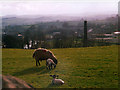 SD8264 : Sheep above Settle by Stephen Craven