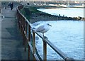 Black-headed gull in winter plumage, Old Colwyn