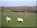 Sheep grazing near Elcombe