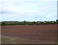 SP1158 : Recently seeded Field at Pelham Lane by Nigel Mykura