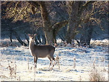 NC4505 : Deer in Glen Cassley by sylvia duckworth