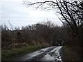 The edge of Haldon Forest at Rixford