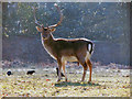 SJ7386 : Dunham Deer Sanctuary by David Dixon