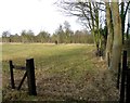 Fields and trees north of Desborough Road