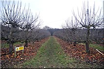 TQ6054 : Apple Orchard by Winfield Lane by Trevor Harris