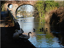 SO8555 : Three swans at Bridge 9, Worcester & Birmingham Canal by Peter Barr