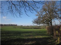 ST0810 : Field west of Allhallows Farm by Derek Harper