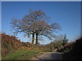 Lane to Allhallows Farm