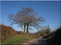 ST0810 : Lane to Allhallows Farm by Derek Harper
