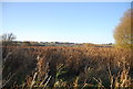 Reeds, Westbere Marshes