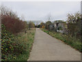 Nuffield Road allotments