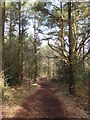 Track through woodland above Smallacombe Wood