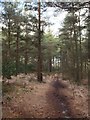 Track through woodland above Smallacombe Wood