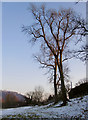 Ash trees in Norbury Park, Westhumble, after snow