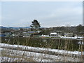 Allotments, with pine tree