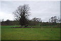 Horse sheltering under a tree