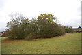 Bushes by the Saxon Shore Way