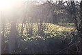 Farndale: wild daffodils